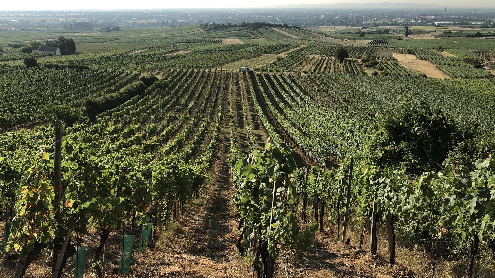 Weinbau Zehetner